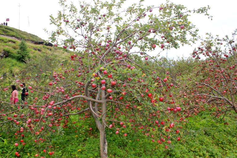 जुम्लाबाट ४१ करोड बढीको स्याउ बिक्री, अघिल्लो वर्षभन्दा २९ करोड कम