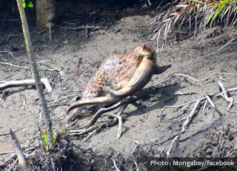 माछा खाने बिरालोले गोहोरोको शिकार गरेपछि संरक्षणकर्मी चिन्तित