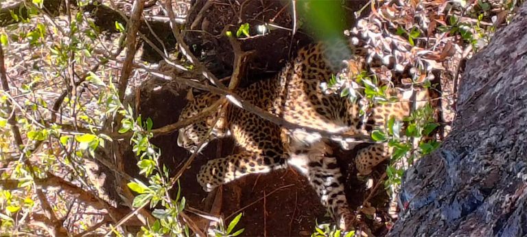 जंगली जनावरका लागि थापेको पासोमा पासोमा चितुवा