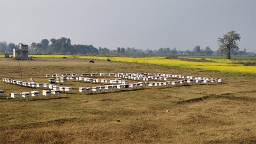 महबाटै करोडको कारोबार गर्छन् दाङका विनोद हमाल