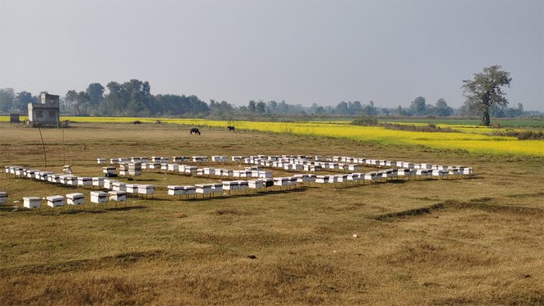 महबाटै करोडको कारोबार गर्छन् दाङका विनोद हमाल