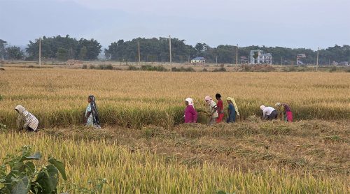 बेमौसमी वर्षाले सुनसरीमा धान उत्पादन घट्यो