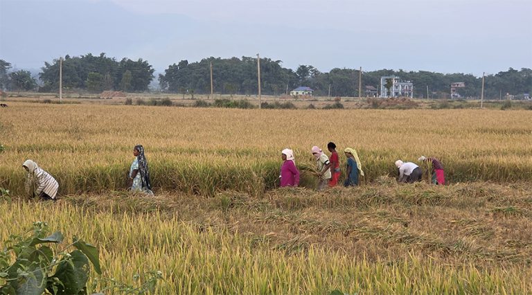 बेमौसमी वर्षाले सुनसरीमा धान उत्पादन घट्यो