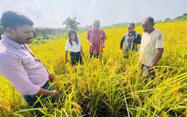 धान उत्पादन घटेसँगै मूल्यमा पनि गिरावट