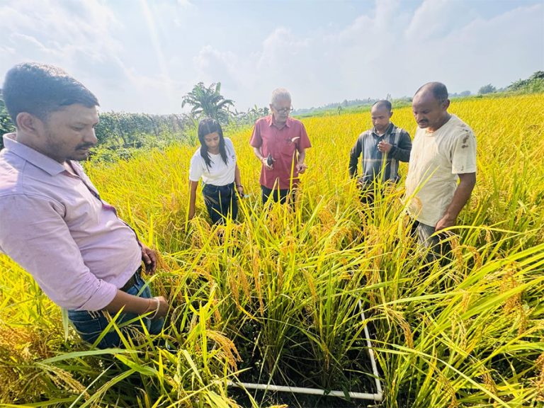 धान उत्पादन घटेसँगै मूल्यमा पनि गिरावट