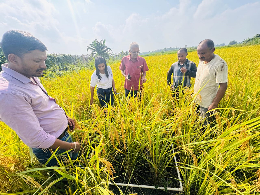 धान उत्पादन घटेसँगै मूल्यमा पनि गिरावट