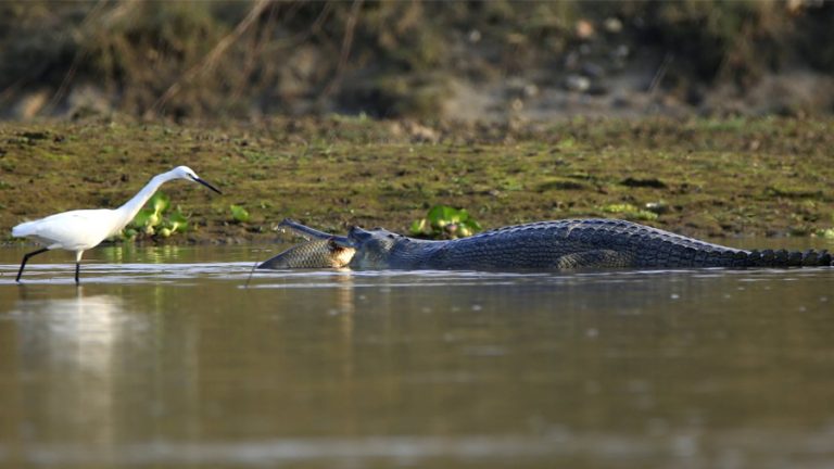 राप्ती र नारायणी नदीमा बढे घडियाल गोही, गोलाघाटमा देखियो डल्फिन