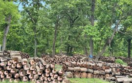 कैलालीको घाटगद्दीमै थन्कियो एक लाख क्यूफिट बढी काठ