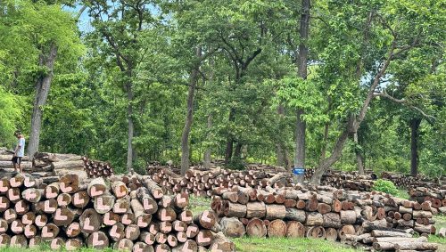कैलालीको घाटगद्दीमै थन्कियो एक लाख क्यूफिट बढी काठ