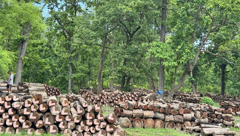 कैलालीको घाटगद्दीमै थन्कियो एक लाख क्यूफिट बढी काठ
