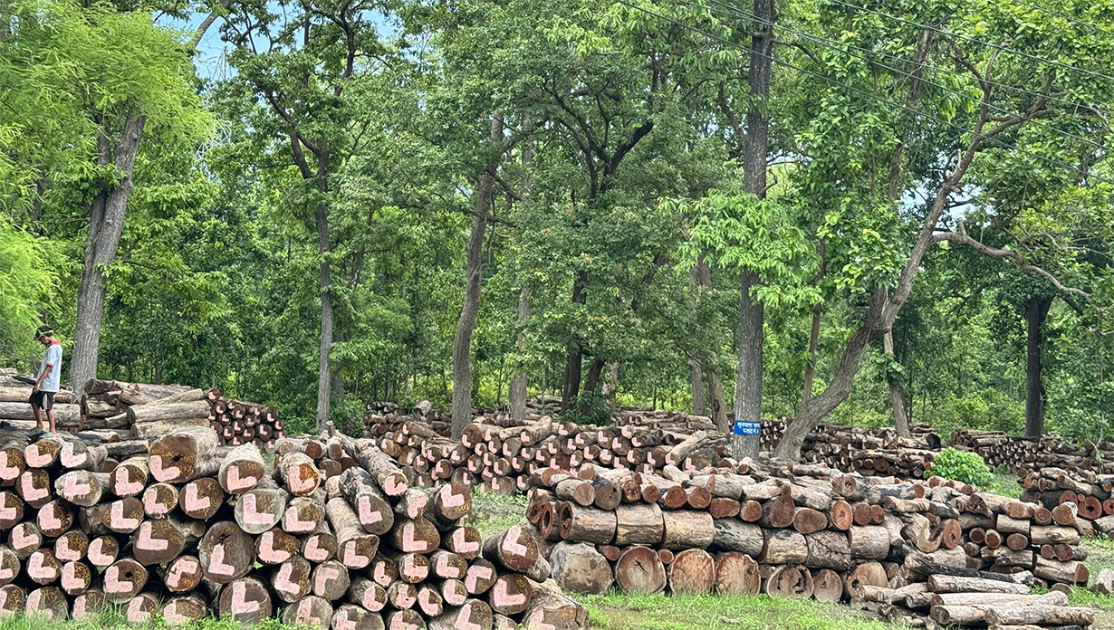 कैलालीको घाटगद्दीमै थन्कियो एक लाख क्यूफिट बढी काठ