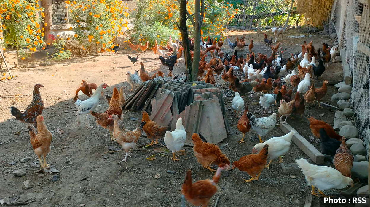 कुखुरा फार्ममा ‘फाउल पोक्स’को सङ्क्रमण