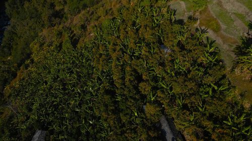 बिलाउनीको झाडी फाडेर सुन्तला बगान