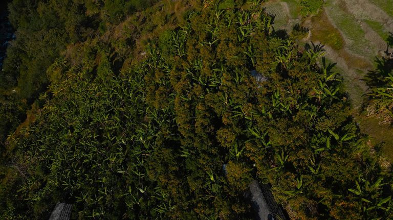 बिलाउनीको झाडी फाडेर सुन्तला बगान