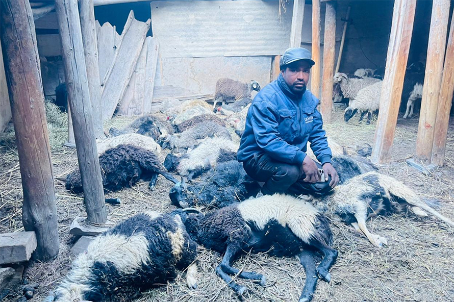 मुस्ताङमा हिउँ चितुवाको आक्रमणबाट १९ भेडा मरे