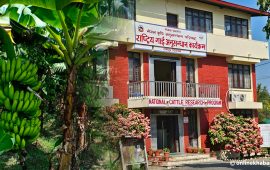 केराको थम्बाबाट साइलेज बनाउने प्रविधिमा अनुसन्धान सुरु, किसान उत्साहित