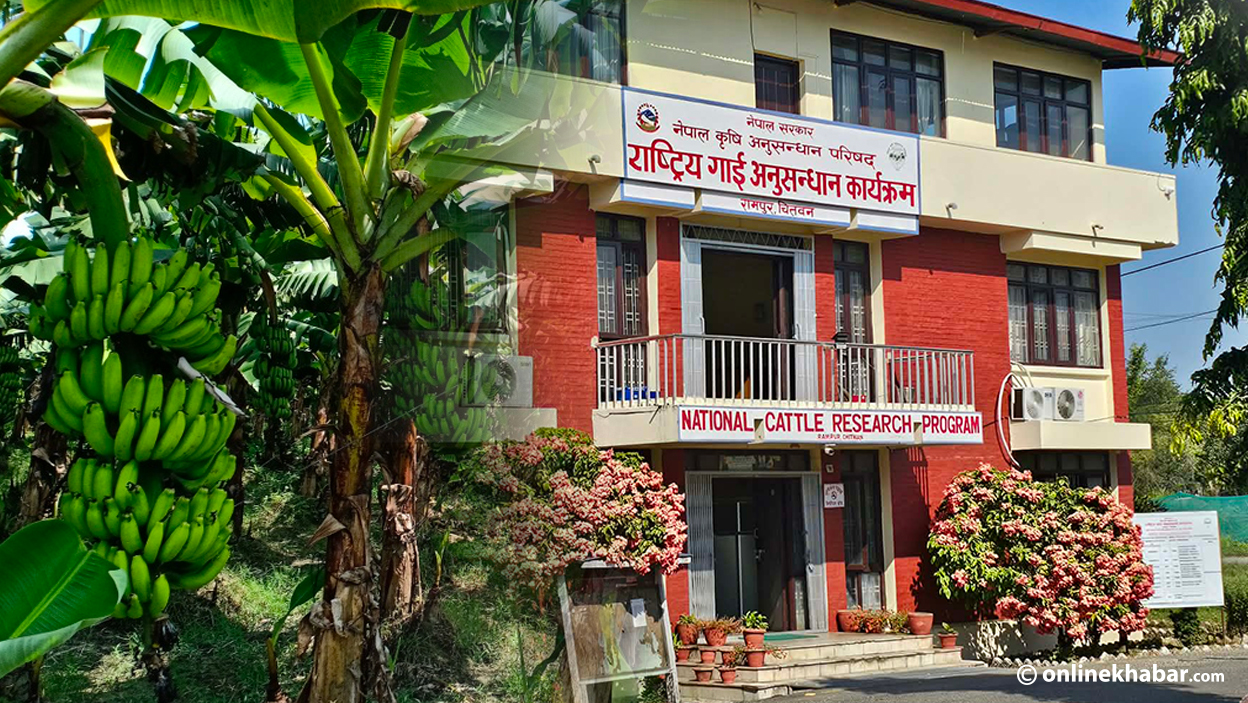 केराको थम्बाबाट साइलेज बनाउने प्रविधिमा अनुसन्धान सुरु, किसान उत्साहित