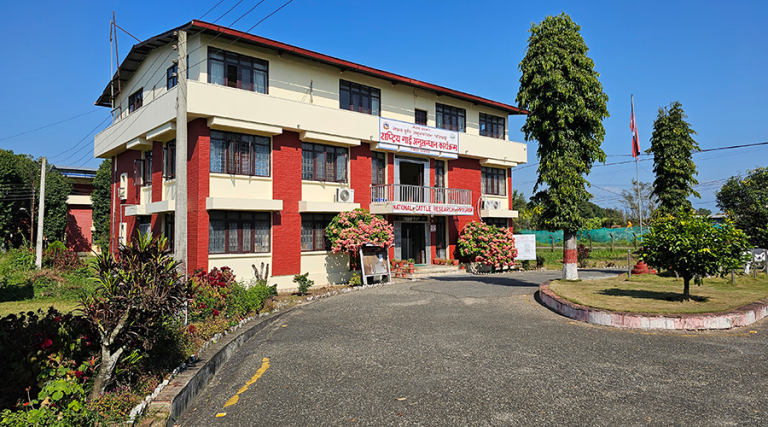 राष्ट्रिय गाई अनुसन्धान कार्यक्रम : होलिस्टिन र जर्सी गाईको खोजी