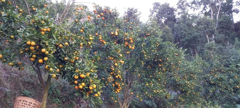 स्याङ्जाको कृषक समूहले बेच्यो ८७ लाखको सुन्तला