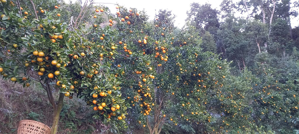 स्याङ्जाको कृषक समूहले बेच्यो ८७ लाखको सुन्तला