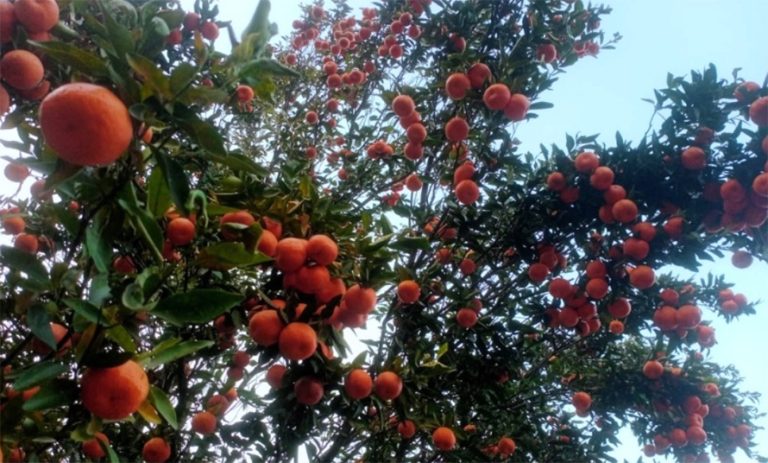 सुन्तला खेतीले फेरिँदै भोजपुरका किसानको जीवनस्तर