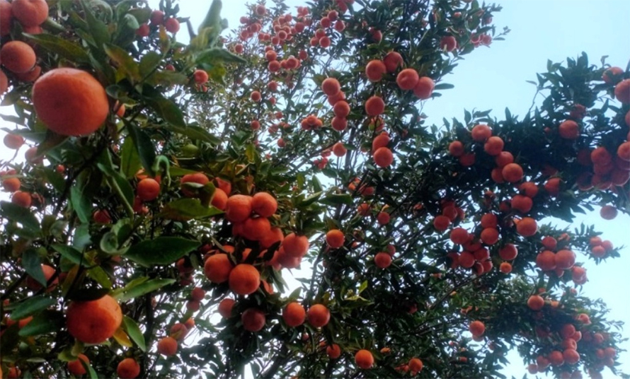 सुन्तला खेतीले फेरिँदै भोजपुरका किसानको जीवनस्तर