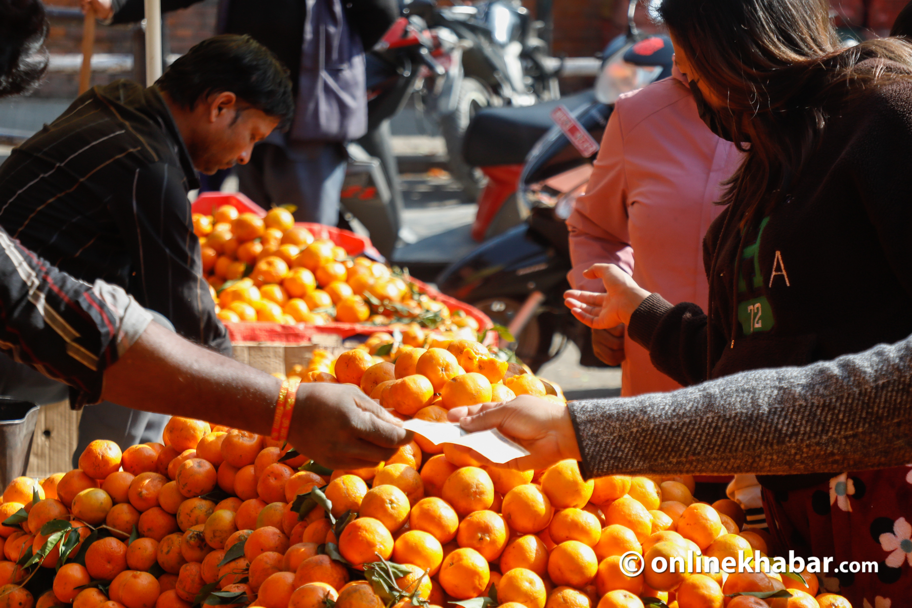मुग्लिनमा आजदेखि सुन्तला महोत्सव