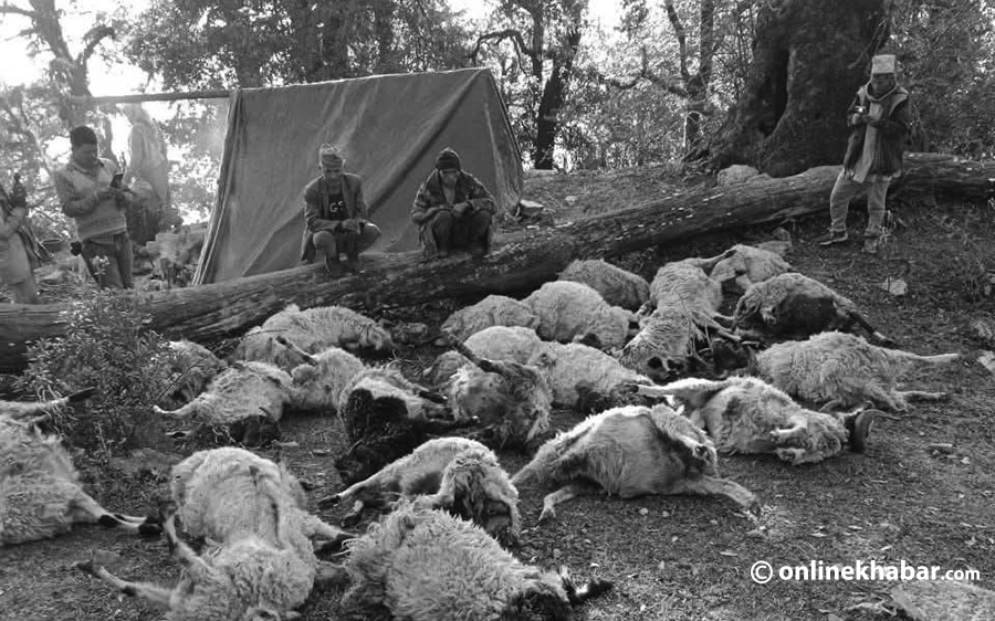 हुम्लामा जंगल क्षेत्रमा ३५ भेँडा मरे