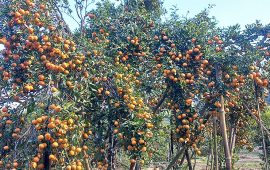 पक्की सडक माग्दै सिन्धुलीमा ‘जुनार महोत्सव’