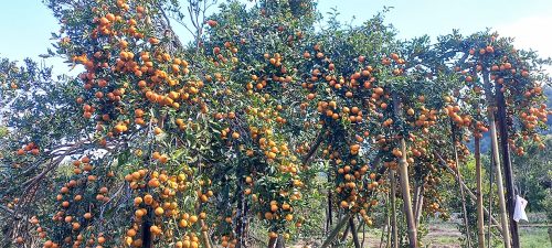 पक्की सडक माग्दै सिन्धुलीमा ‘जुनार महोत्सव’
