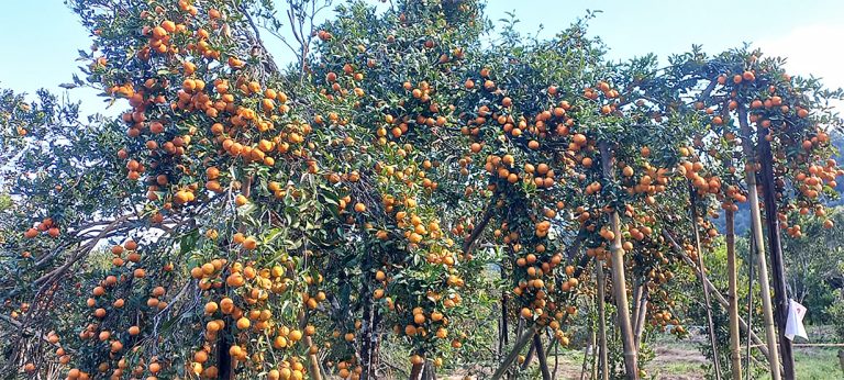 पक्की सडक माग्दै सिन्धुलीमा ‘जुनार महोत्सव’