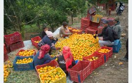लेखबहादुरको लेखा: सुन्तला खेतीमा मौसमको करकर, स्थानीय सरकारको कर