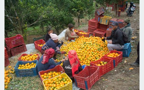 लेखबहादुरको लेखा: सुन्तला खेतीमा मौसमको करकर, स्थानीय सरकारको कर