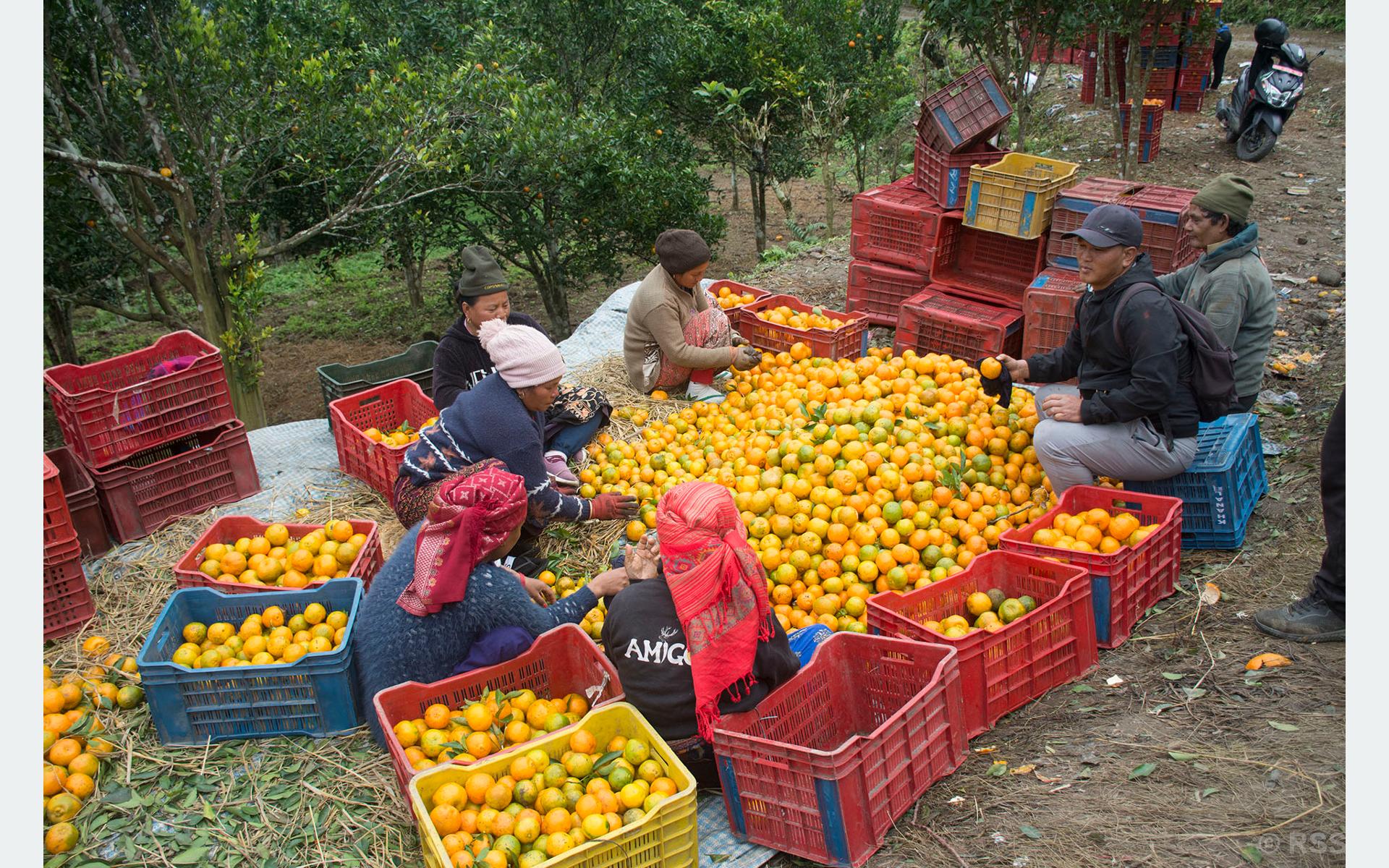 लेखबहादुरको लेखा: सुन्तला खेतीमा मौसमको करकर, स्थानीय सरकारको कर
