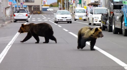 जापानमा बढ्यो भालुको आक्रमण, सुपरमार्केटमै पसेर गर्न थाले तोडफोड