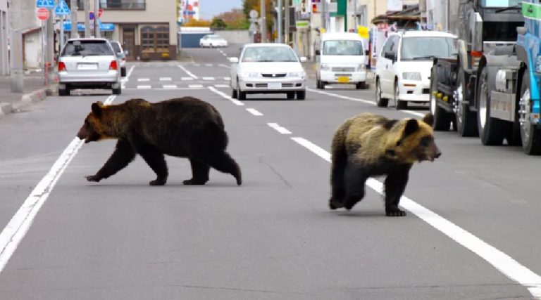 जापानमा बढ्यो भालुको आक्रमण, सुपरमार्केटमै पसेर गर्न थाले तोडफोड