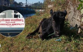 बूढानीलकण्ठ नगरपालिकाको अनुकरणीय काम, बेवारिसे पशुप्राणीलाई न्यानो आश्रय