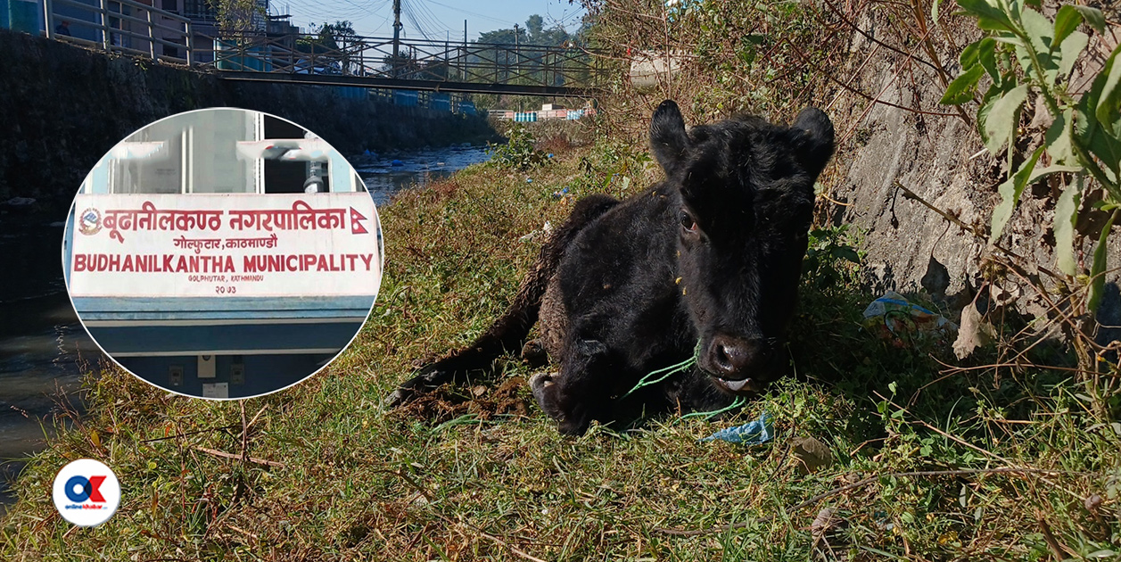 बूढानीलकण्ठ नगरपालिकाको अनुकरणीय काम, बेवारिसे पशुप्राणीलाई न्यानो आश्रय