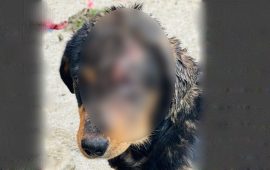 बल्खुमा कुकुरमाथि कुटपिट गर्ने व्यक्ति पक्राउ