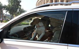 एक कुकुर, जो बनिरहेको छ भारतको संसदमा विवादको कारण