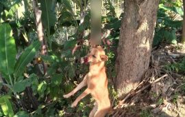 कुकुरलाई झुण्ड्यार कुटीकुटी मारियो, हत्या गर्ने व्यक्ति पक्राउ