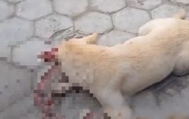 मासु पसलमा आएको भन्दै कुकुरलाई मरणासन्न हुनेगरी रडले हिर्काउने व्यक्ति पक्राउ