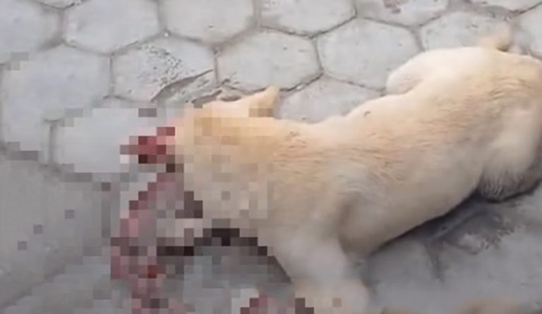 मासु पसलमा आएको भन्दै कुकुरलाई मरणासन्न हुनेगरी रडले हिर्काउने व्यक्ति पक्राउ