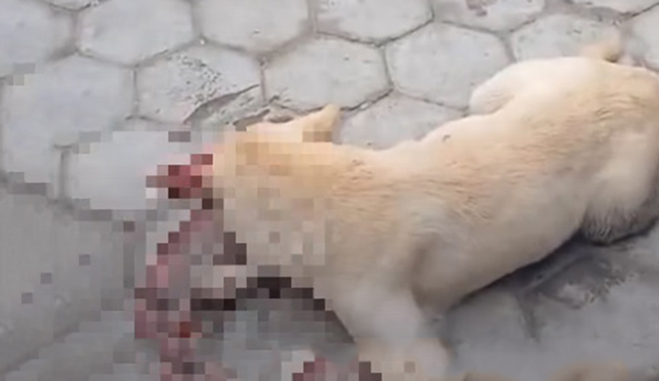 मासु पसलमा आएको भन्दै कुकुरलाई मरणासन्न हुनेगरी रडले हिर्काउने व्यक्ति पक्राउ