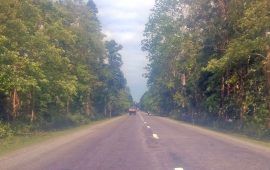 पूर्वपश्चिम राजमार्ग विस्तार गर्न महोत्तरीमा ६ हजार बढी रुख काटिने