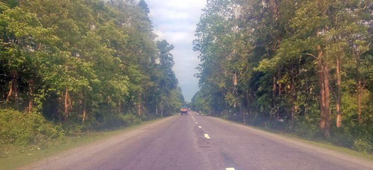 पूर्वपश्चिम राजमार्ग विस्तार गर्न महोत्तरीमा ६ हजार बढी रुख काटिने