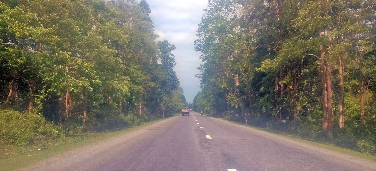 पूर्वपश्चिम राजमार्ग विस्तार गर्न महोत्तरीमा ६ हजार बढी रुख काटिने