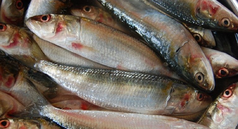 छडी माछाको मूल्य बढ्यो, प्रतिकिलो कति ?