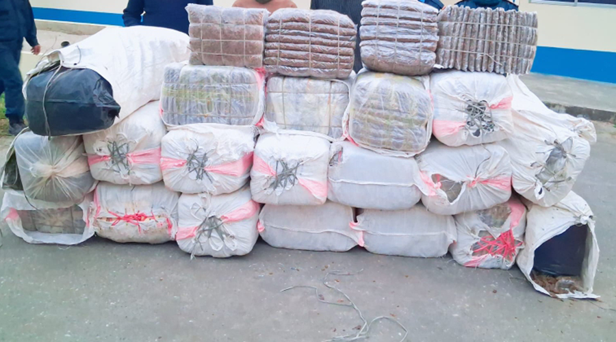 मोरङमा खेतबारीबाट ९ सय किलो गाँजा बरामद