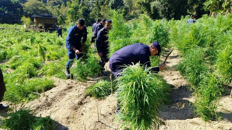 सर्लाहीमा प्रहरीले गर्‍यो ४० बिघा गाँजा फँडानी